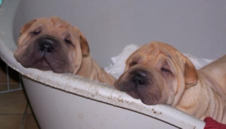 Les 2 fain�ants...