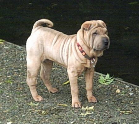 Il y a un air de famille...