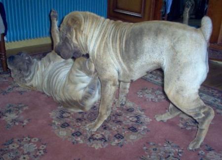 Bas les pattes minus !