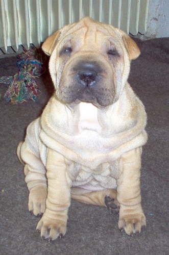 Franchement, un petit trogon...