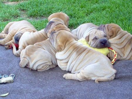C'est vraiment un gros tas de plis !