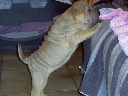 Un petit coquin (ou une) !