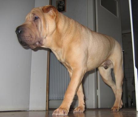 Haha, mon ma�tre...