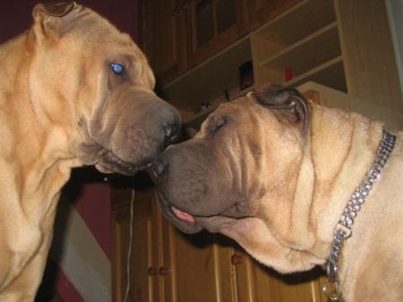 Qu'est-ce qu'ils peuvent se faire...