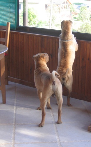 J'ai rapidement compris...